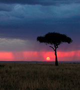 Rain at sunset over an African tree and plains.